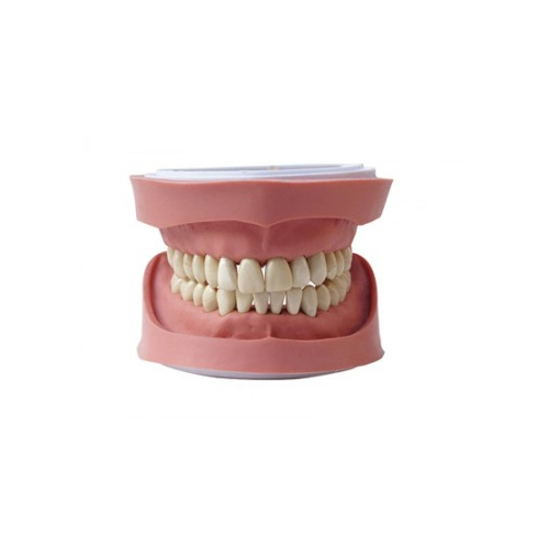 Standard K-Shaped Dental Model with High Quality