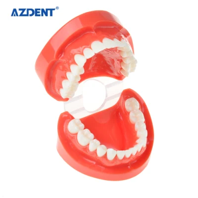 Modello di studio dentale/modello di dente di dimensioni standard di alta qualità di Azdent