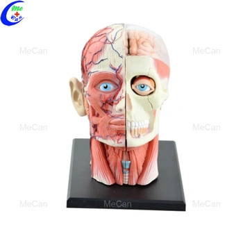 Modello 4D per l'addestramento all'anatomia della testa umana